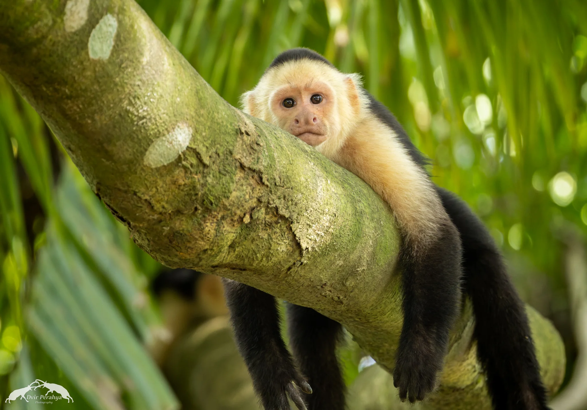 Capuchin monkey, Monteverde